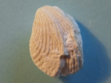 Brachiopod